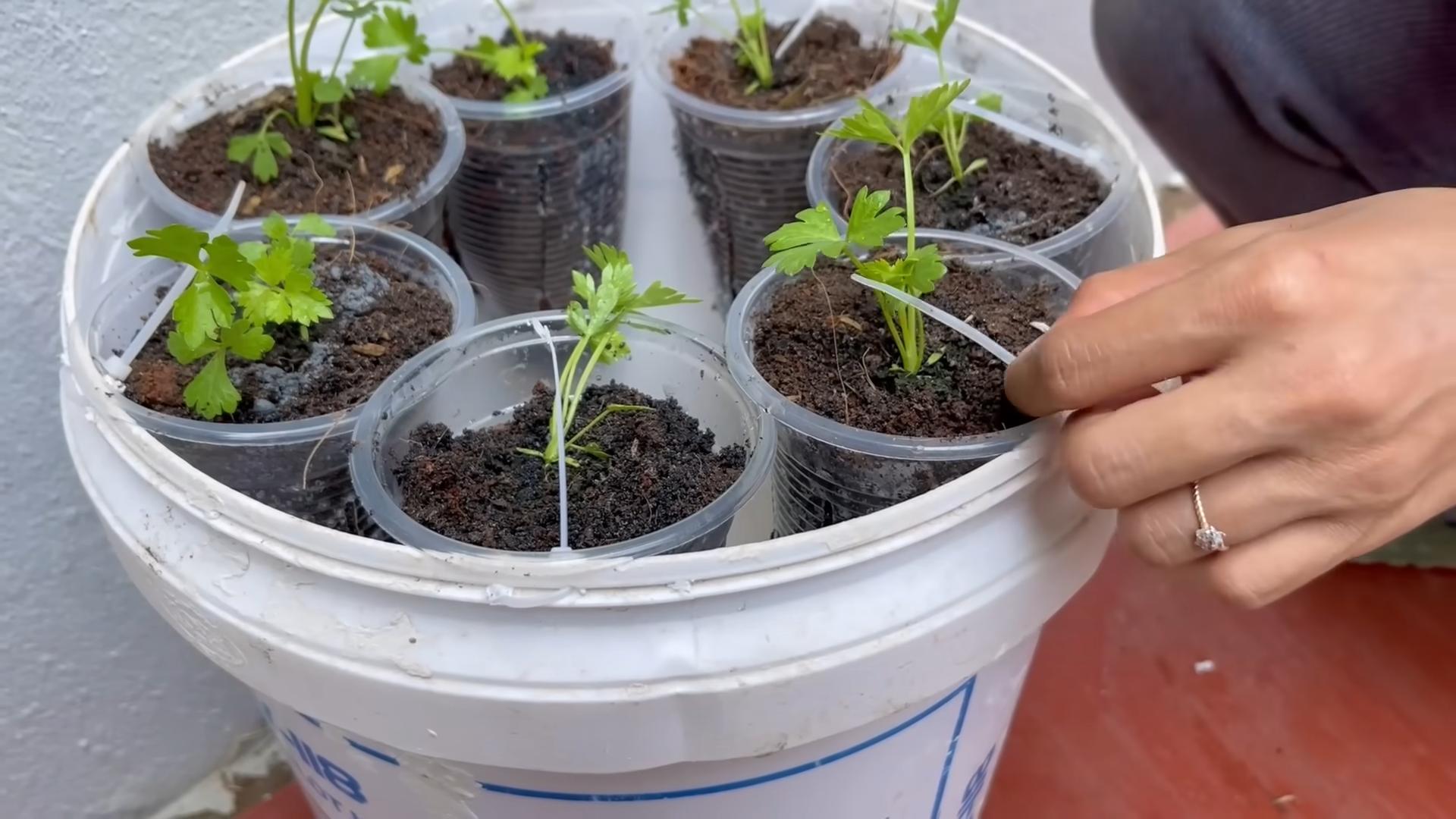 Celery Growing Water Saving Tips