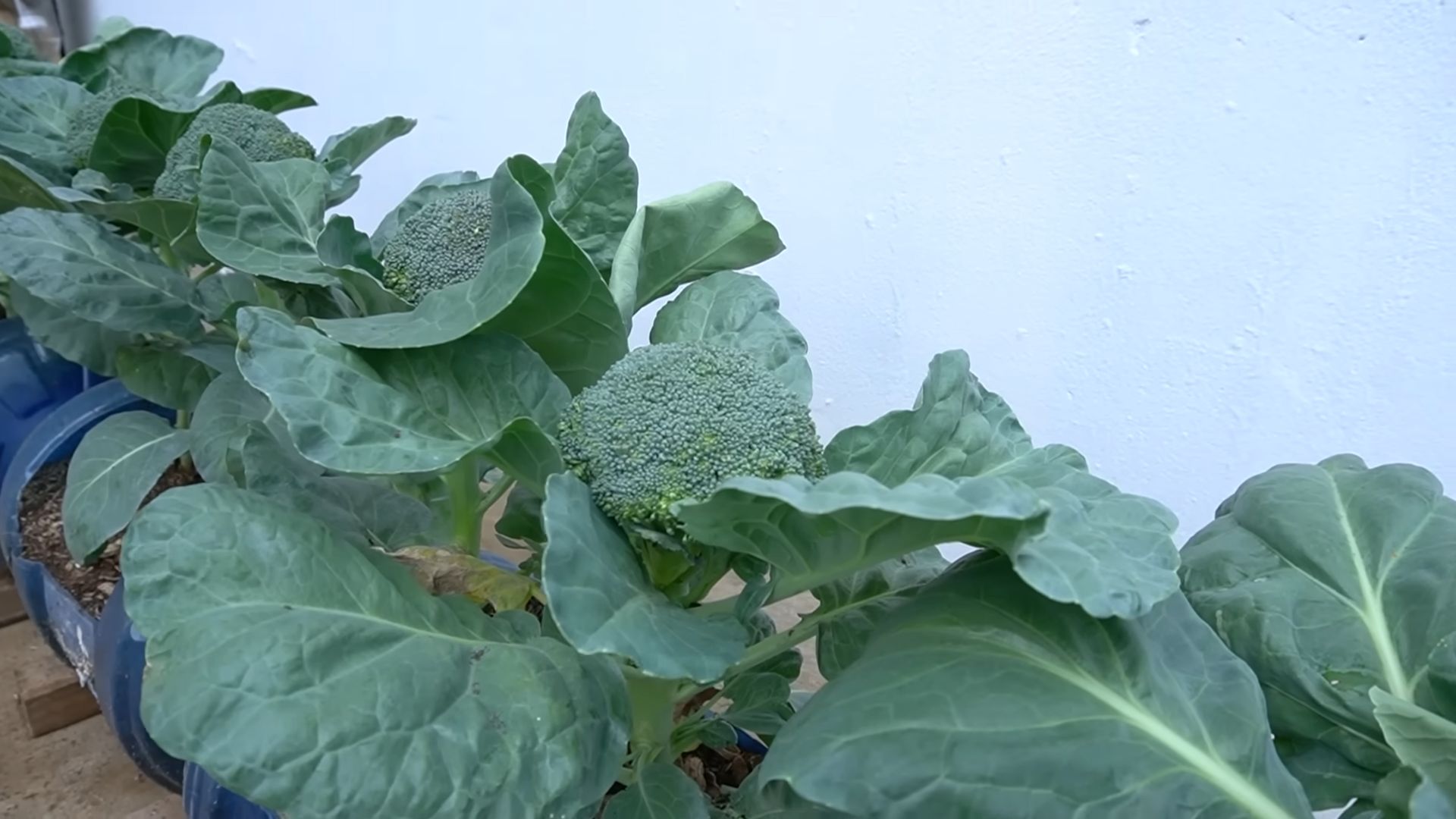 Grow Broccoli Kitchen Garden