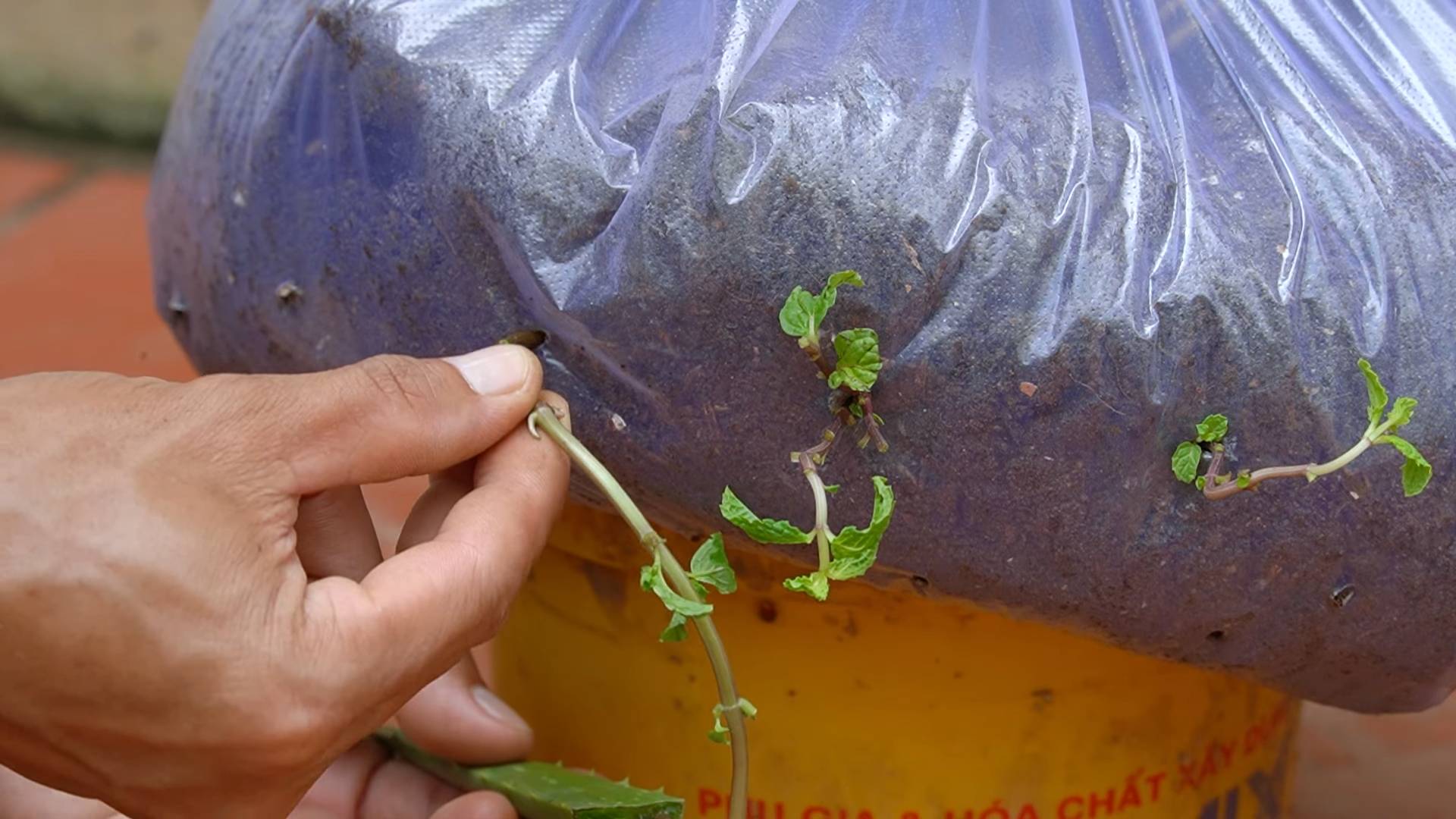 Grow Daily Vegetables at Home