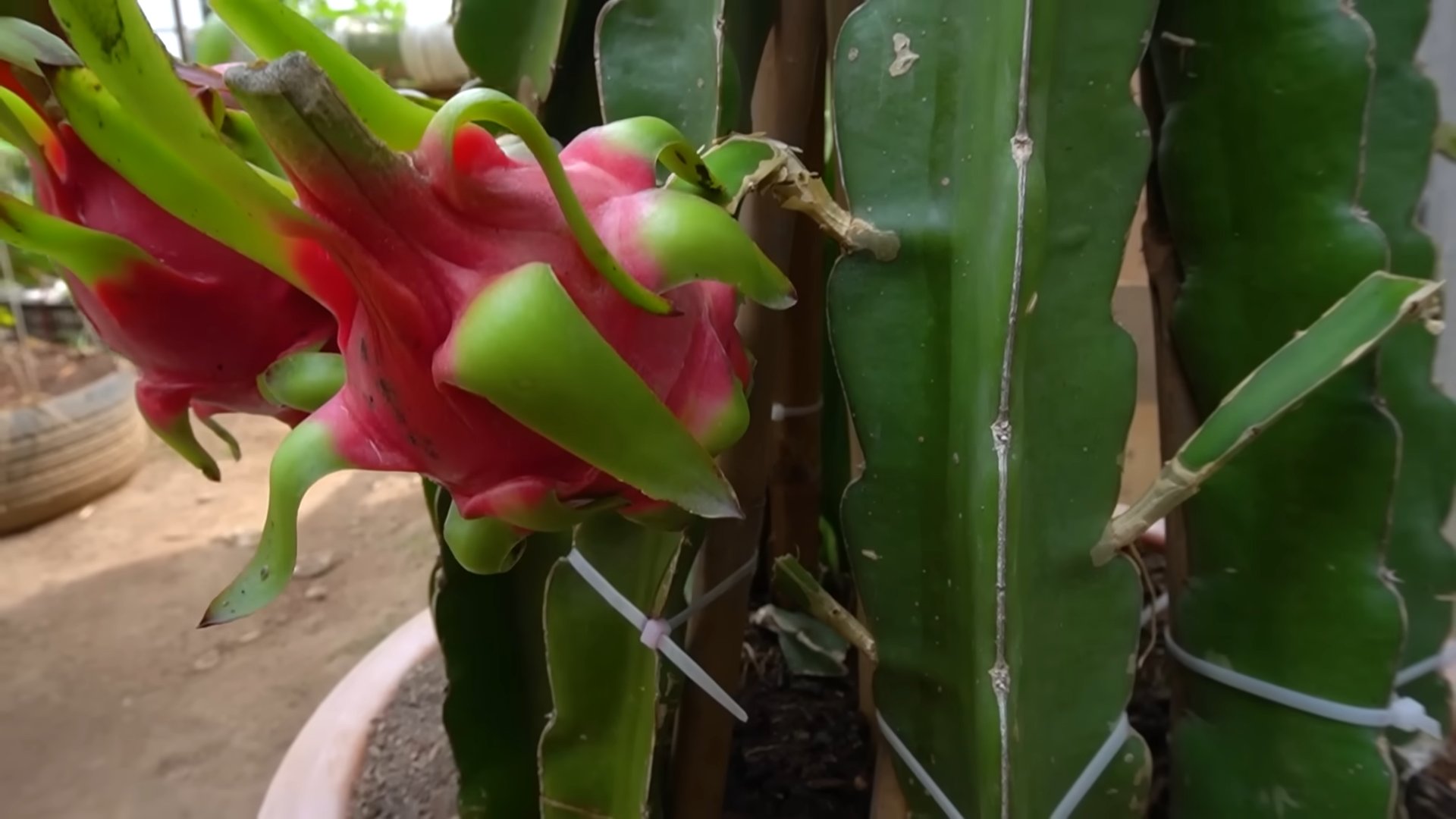 Dragon Fruit Growing Beginners