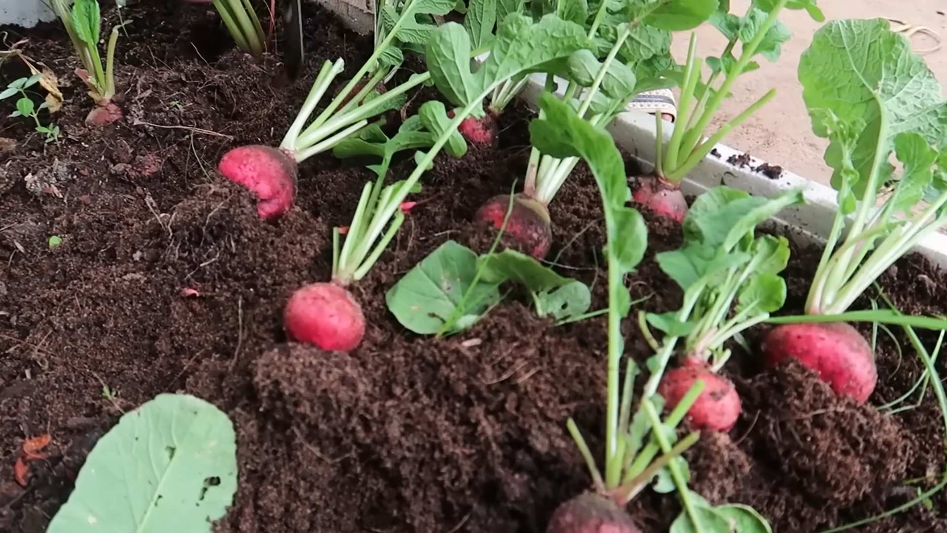 Winter Radish Gardening Tips