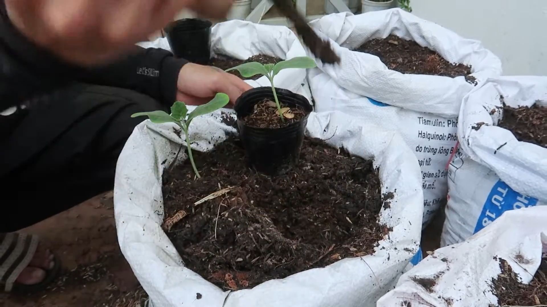 Grow Butternut Squash Home