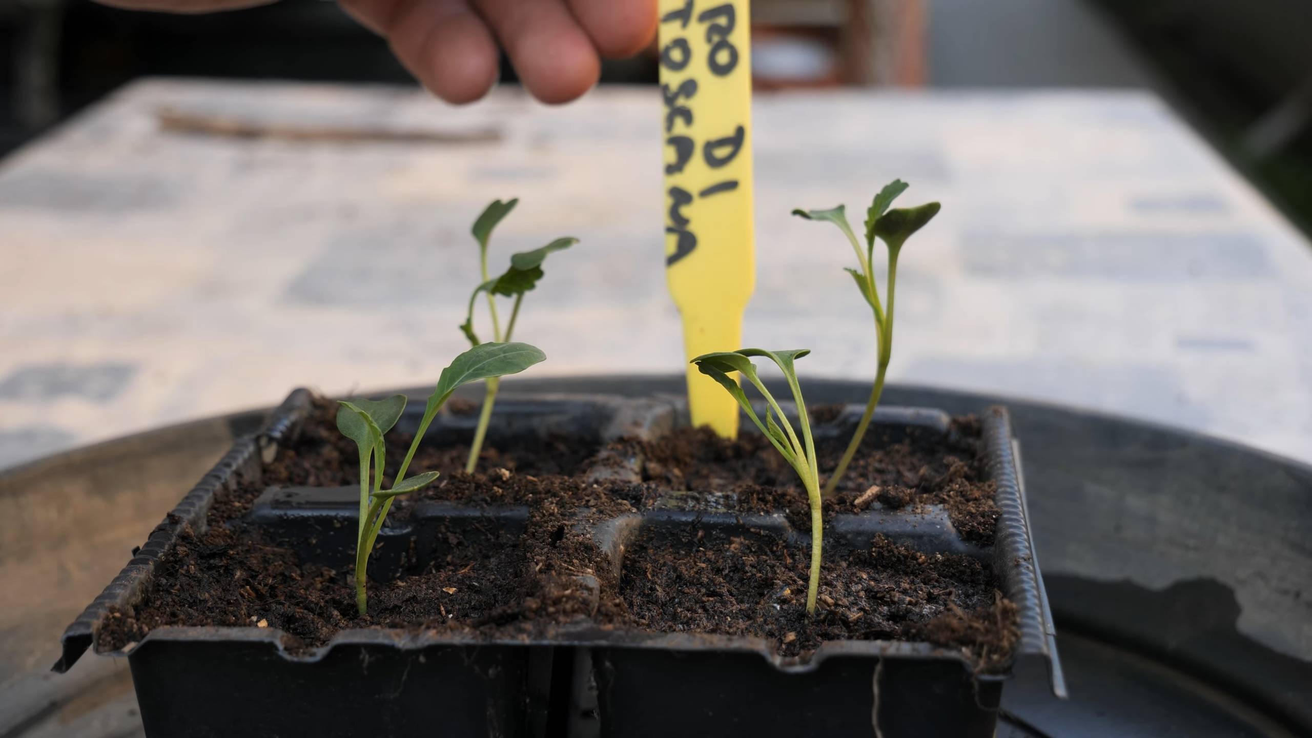 Grow Kale in Pots