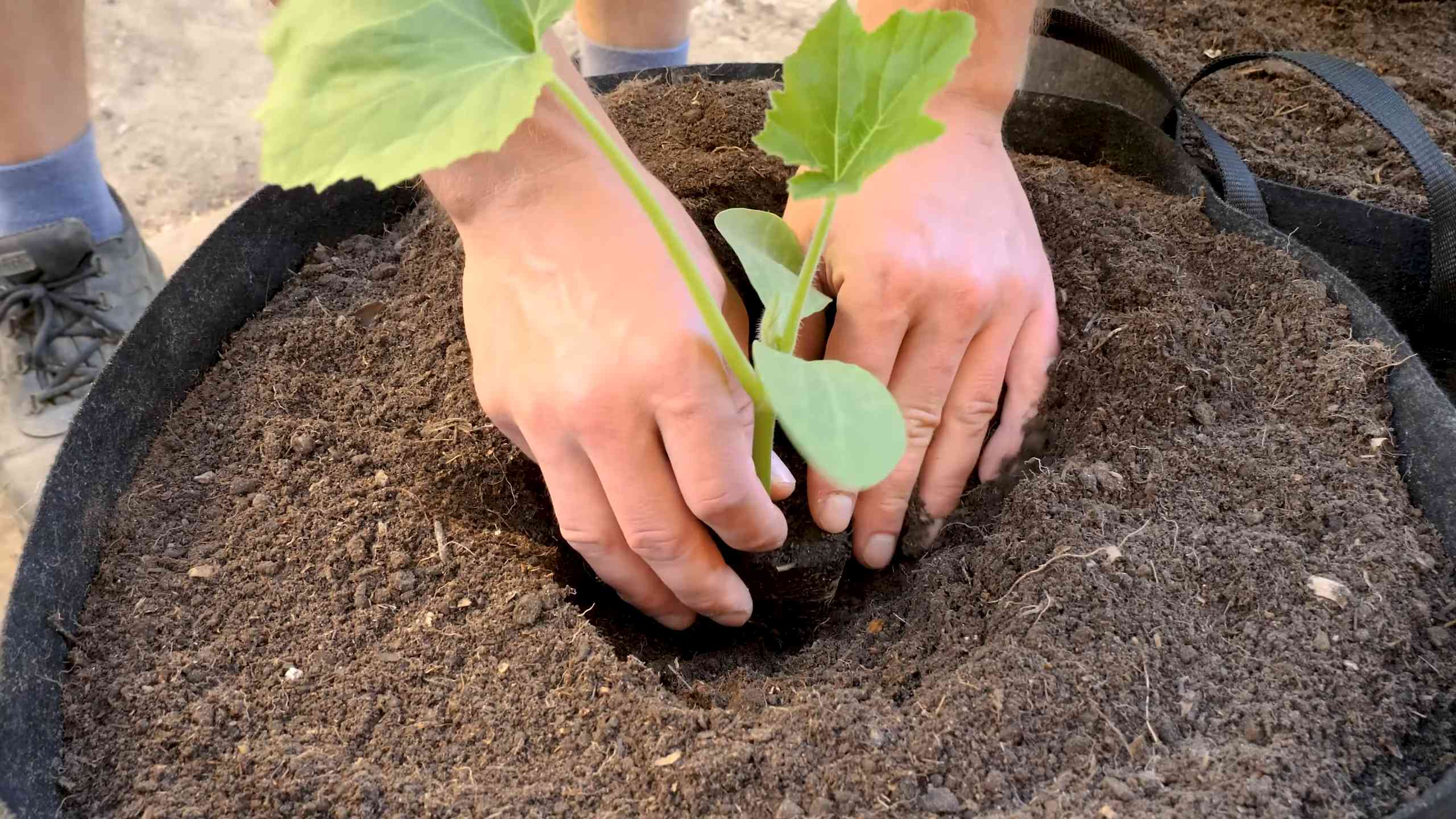 Grow Bag Summer Squash