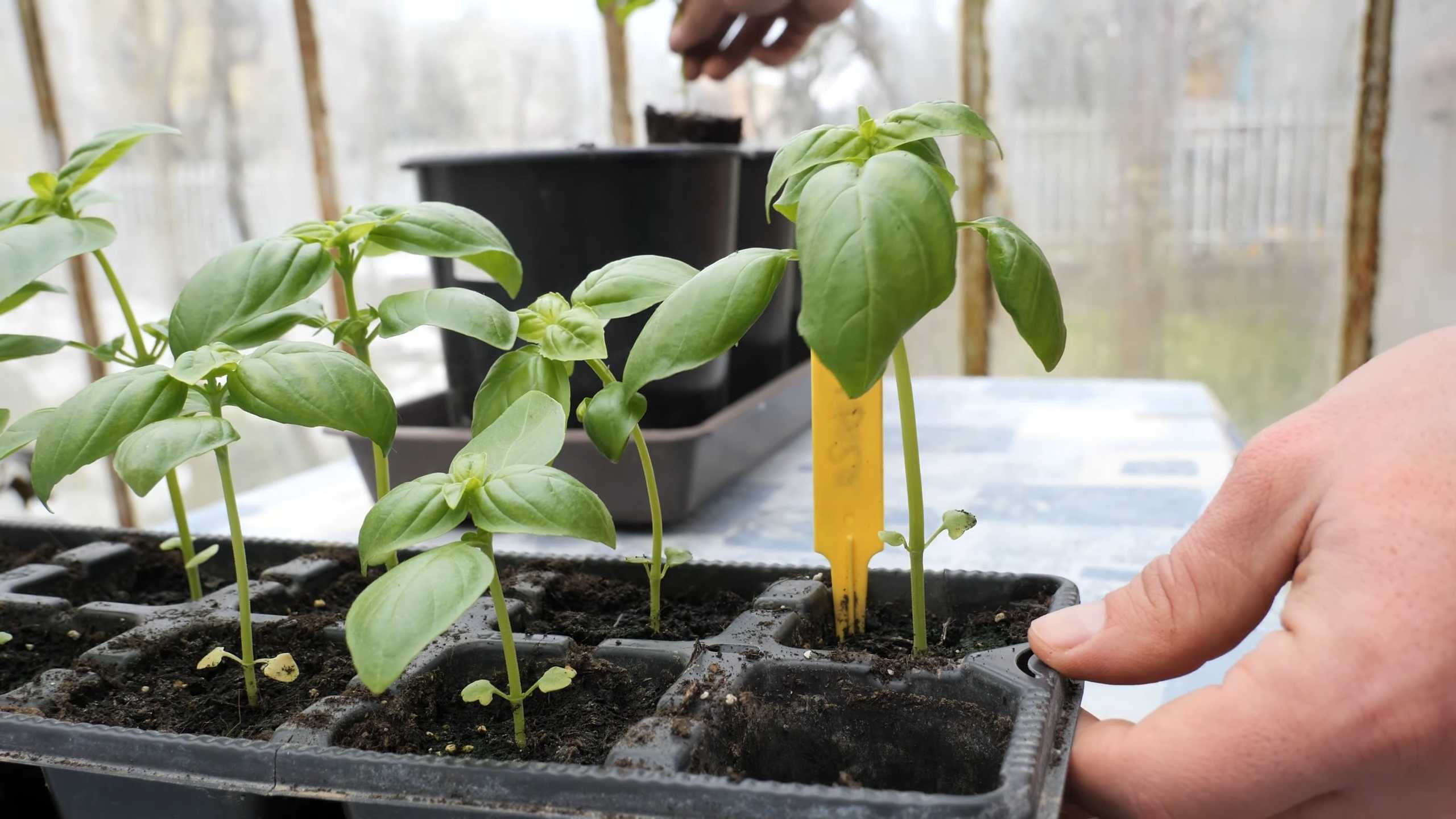 Grow Basil From Seed