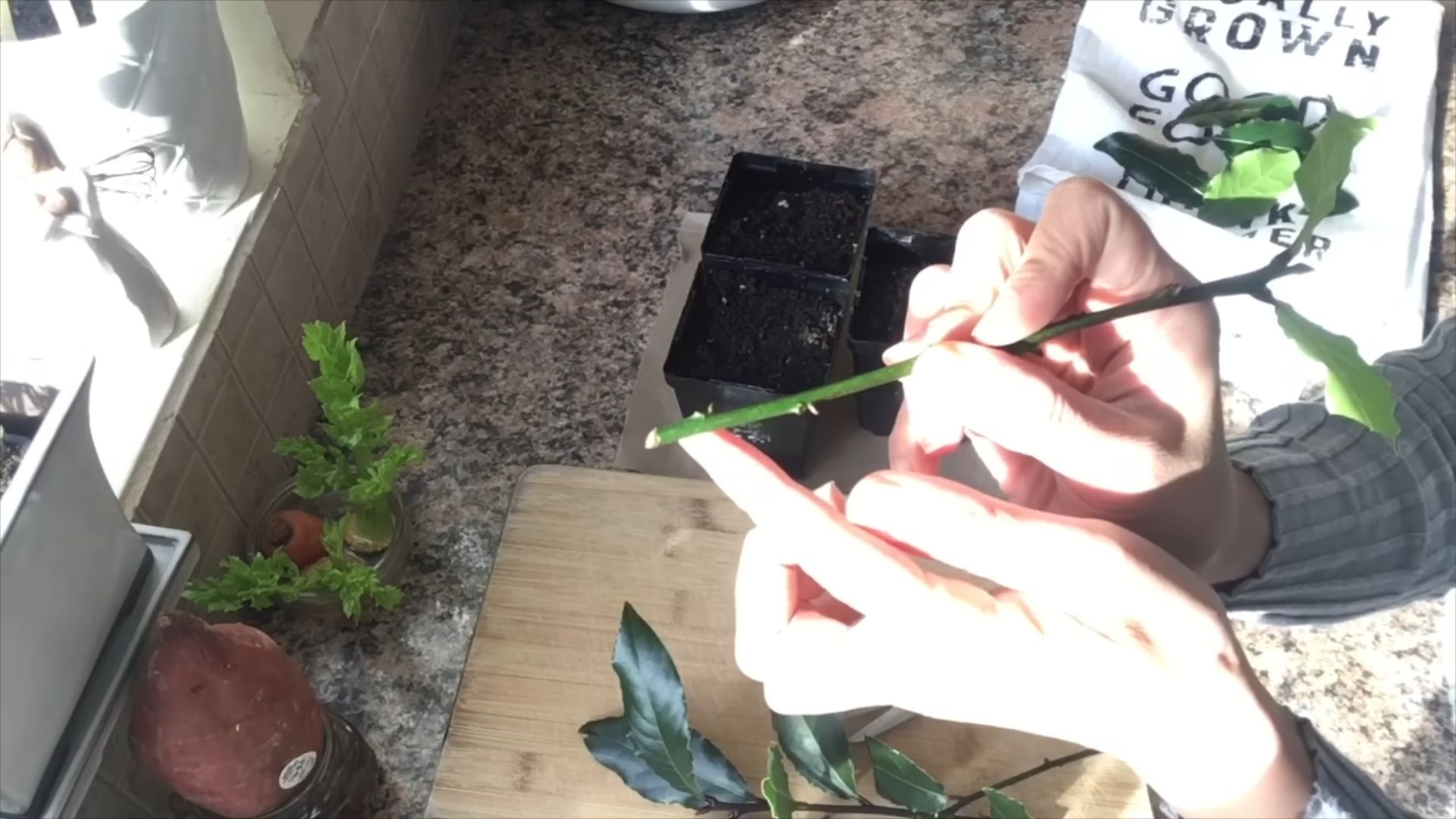 Bay Leaf Propagation Indoors