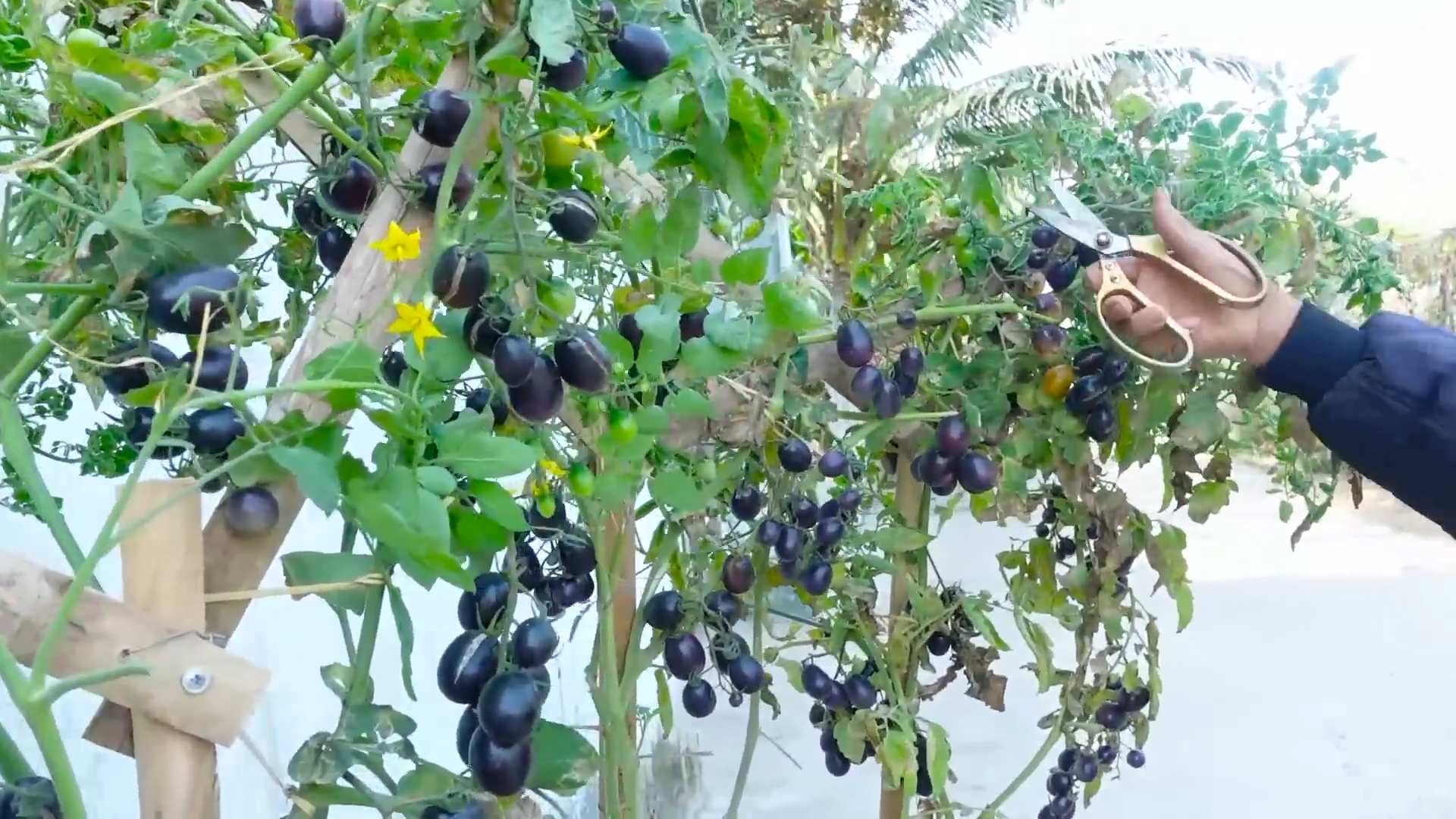 Grow Tomatoes in Pots