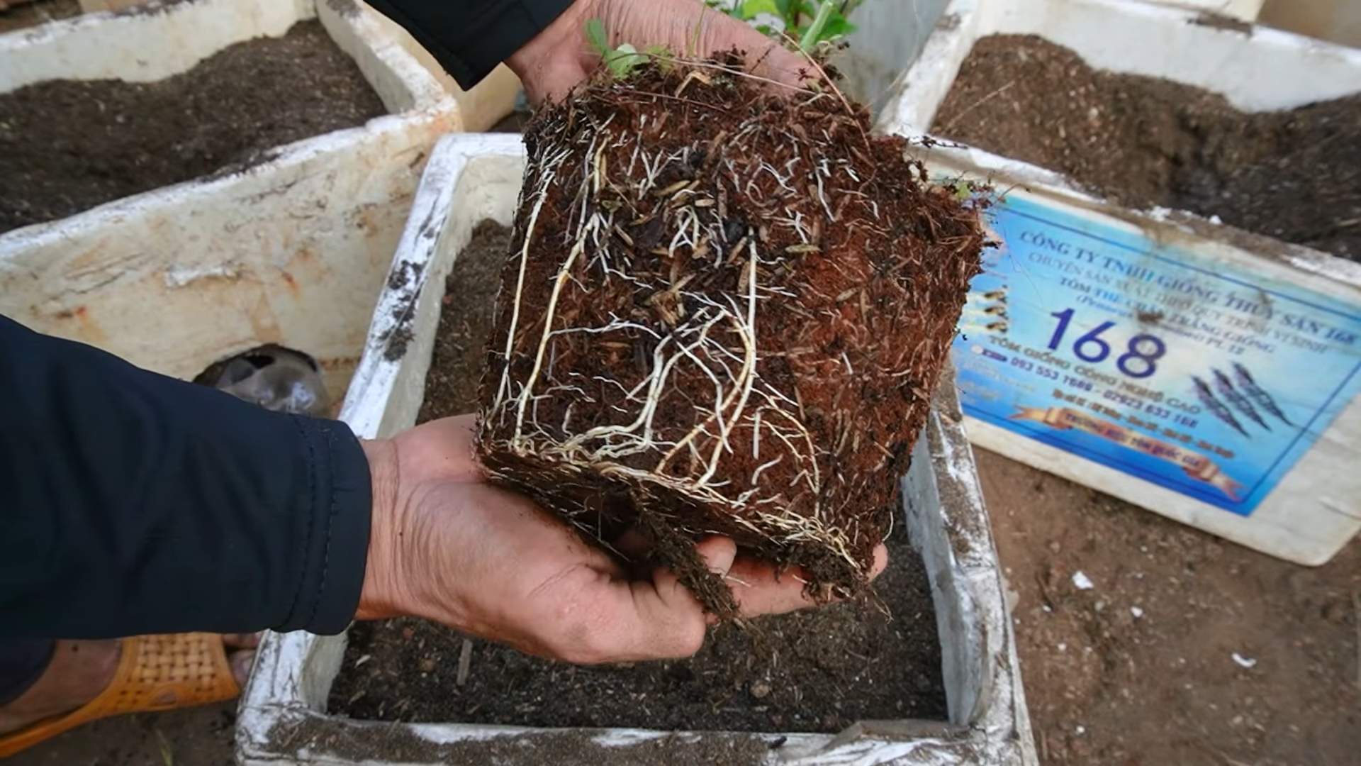 Grow Passion Fruit at Home