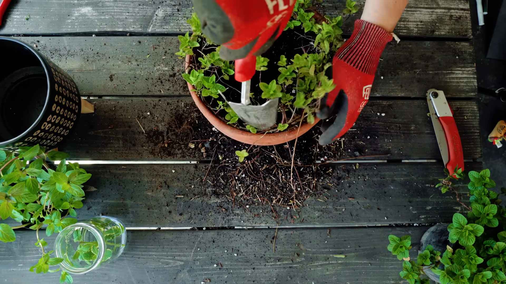 Grow Mint Indoors