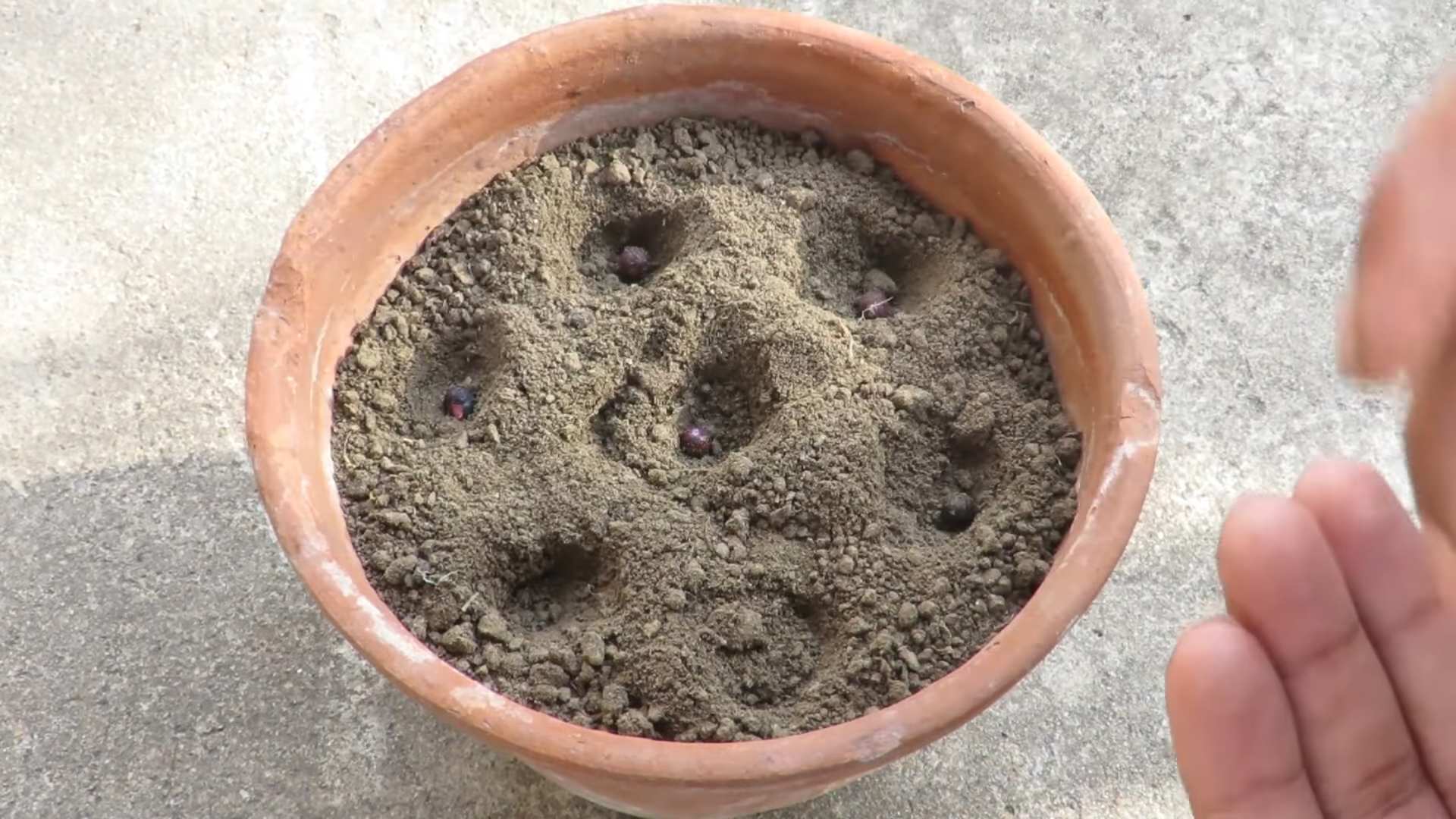 Container Gardening Okra