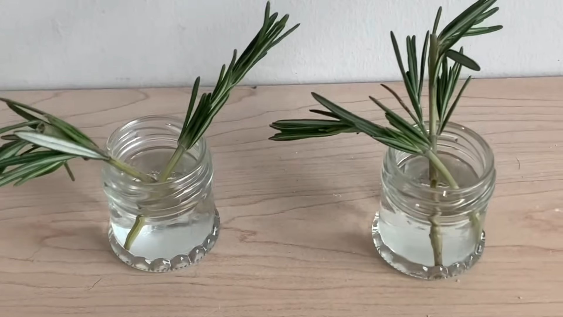 Rosemary garden growing tips
