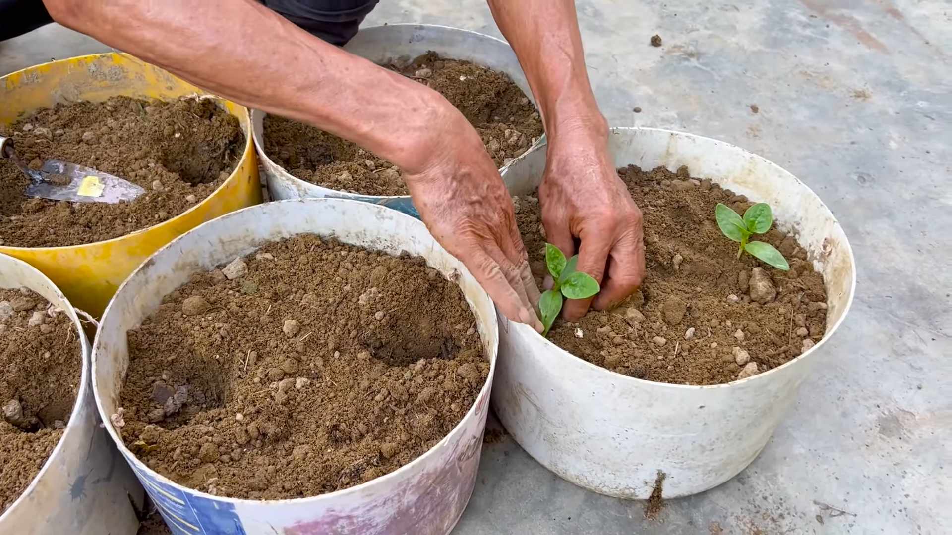 Easy Indoor Malabar Spinach