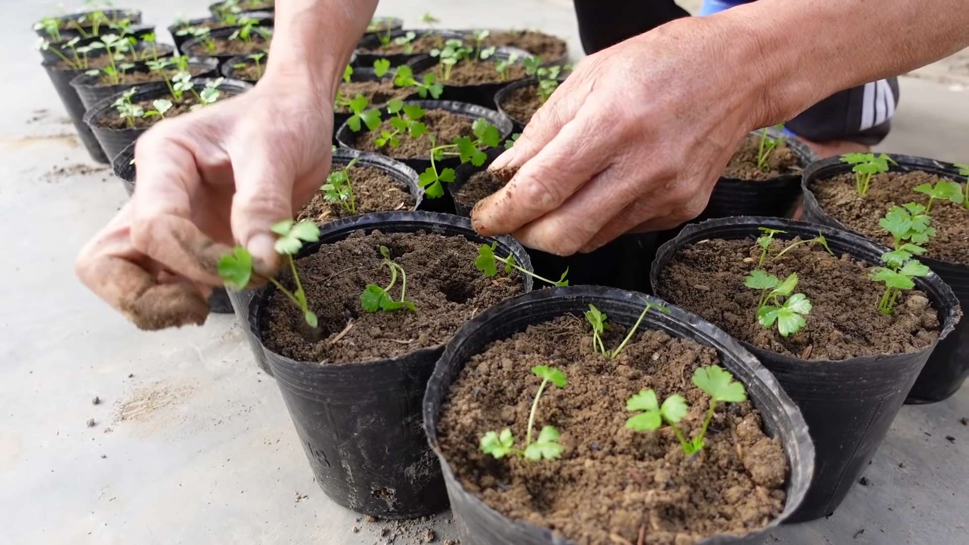 Planting Celery in Backyard