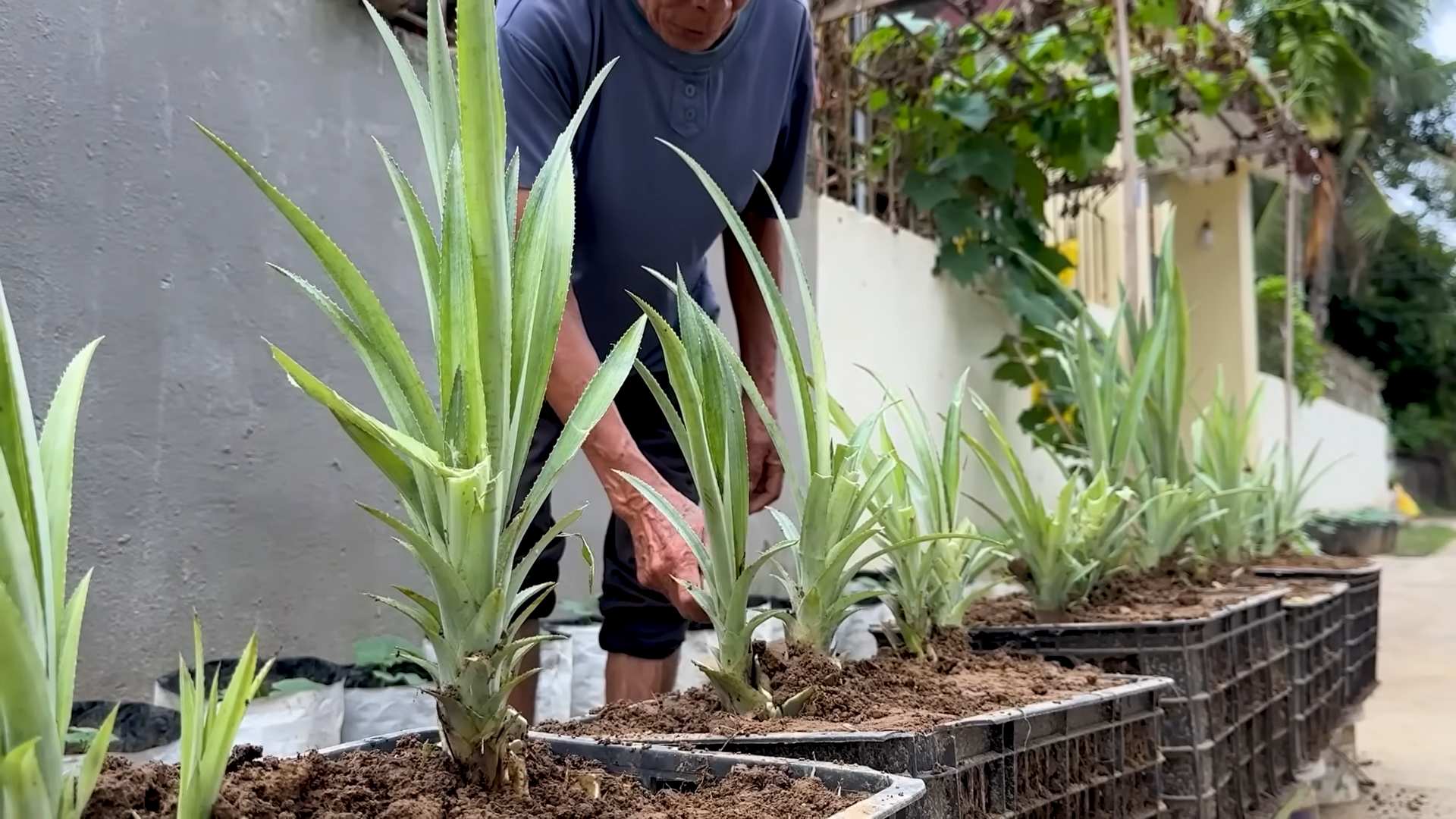 Grow Pineapples at Home