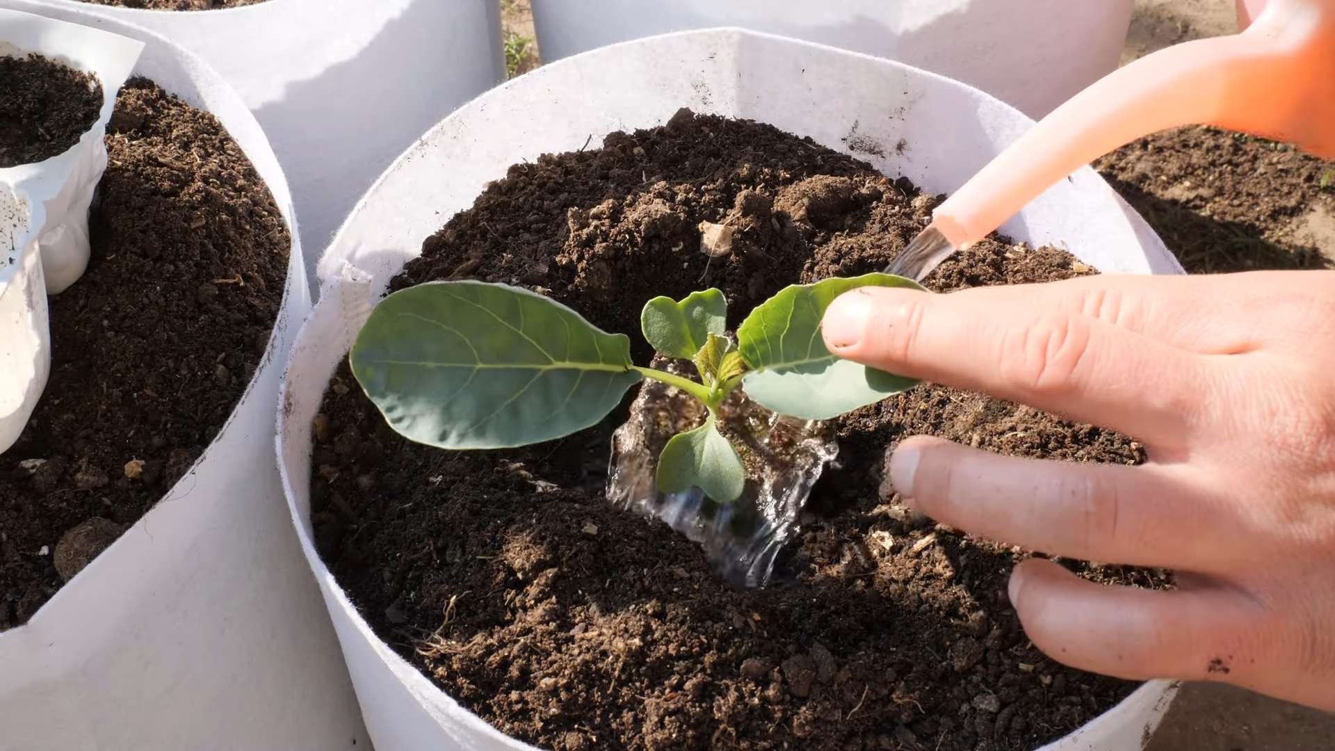 Planting Cauliflower in Your Backyard