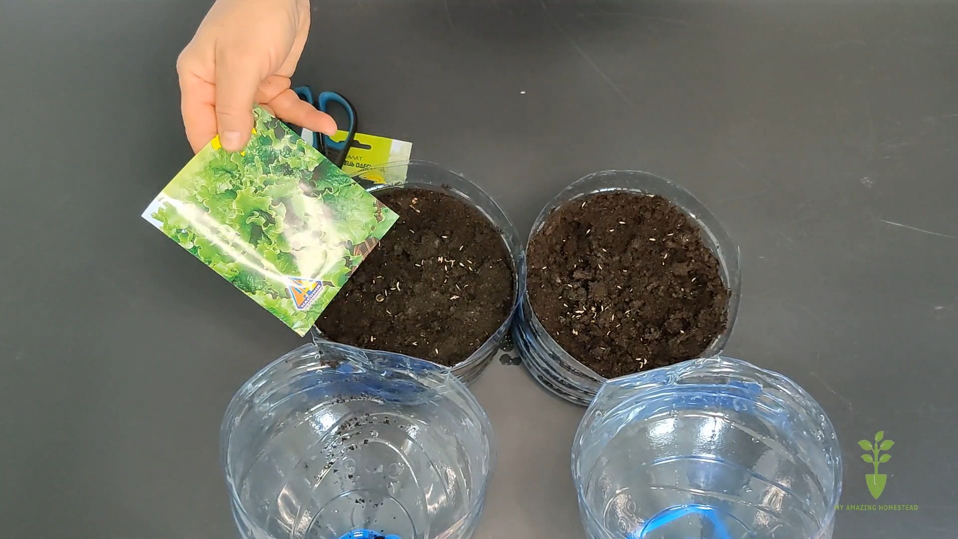 Planting Garlic at Home