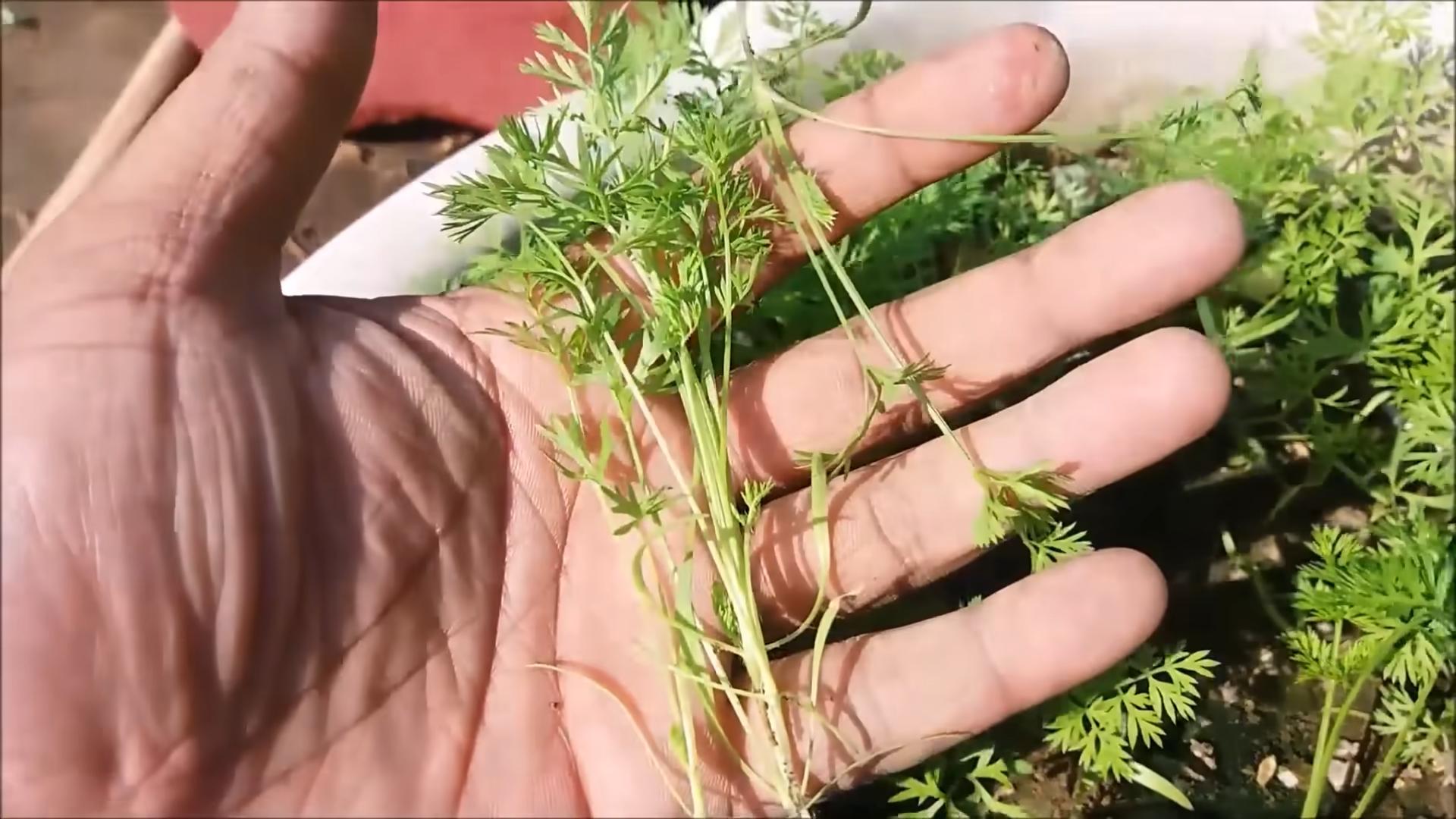 Growing carrots backyard