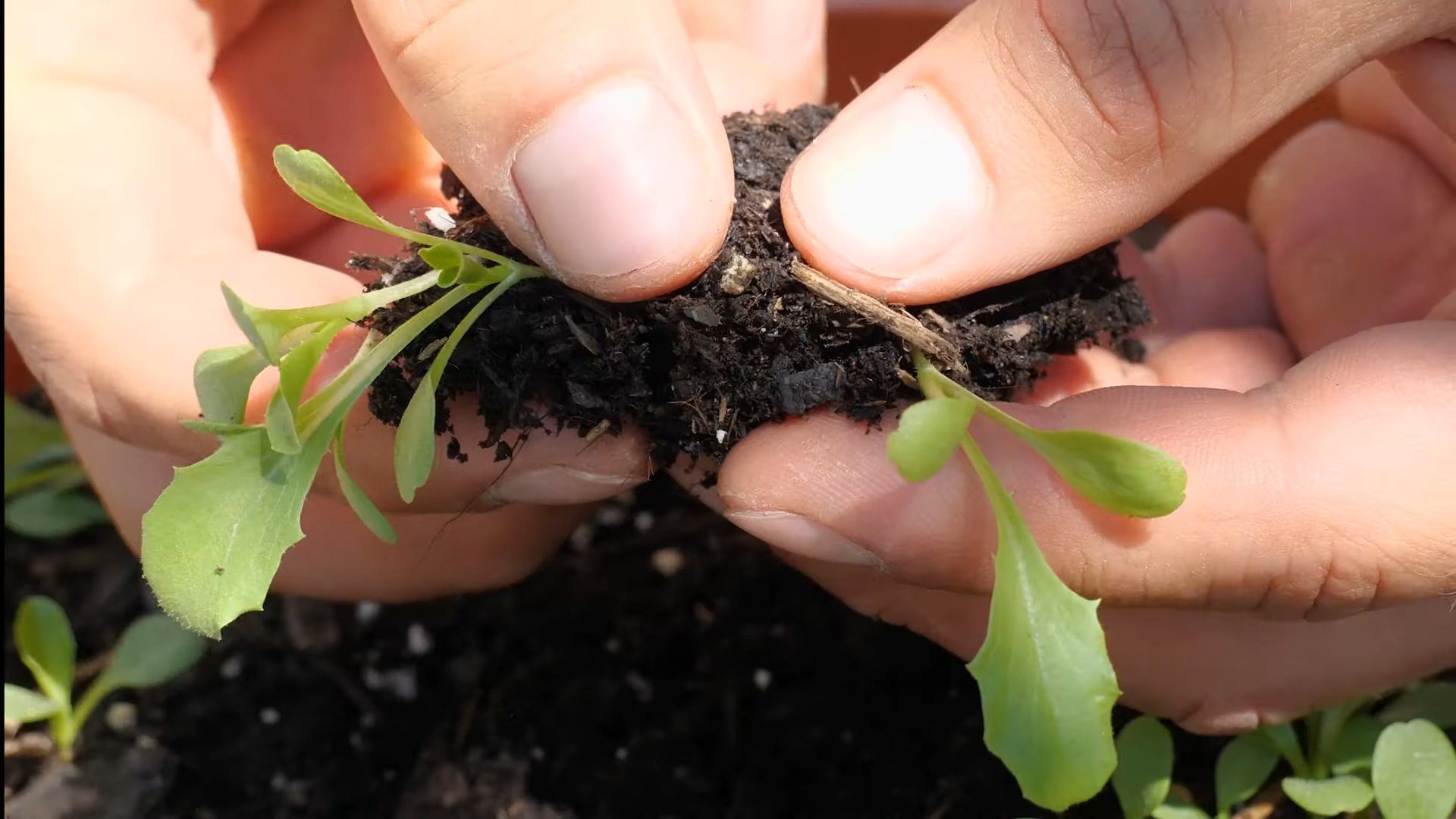 Growing Iceberg Lettuce Hack
