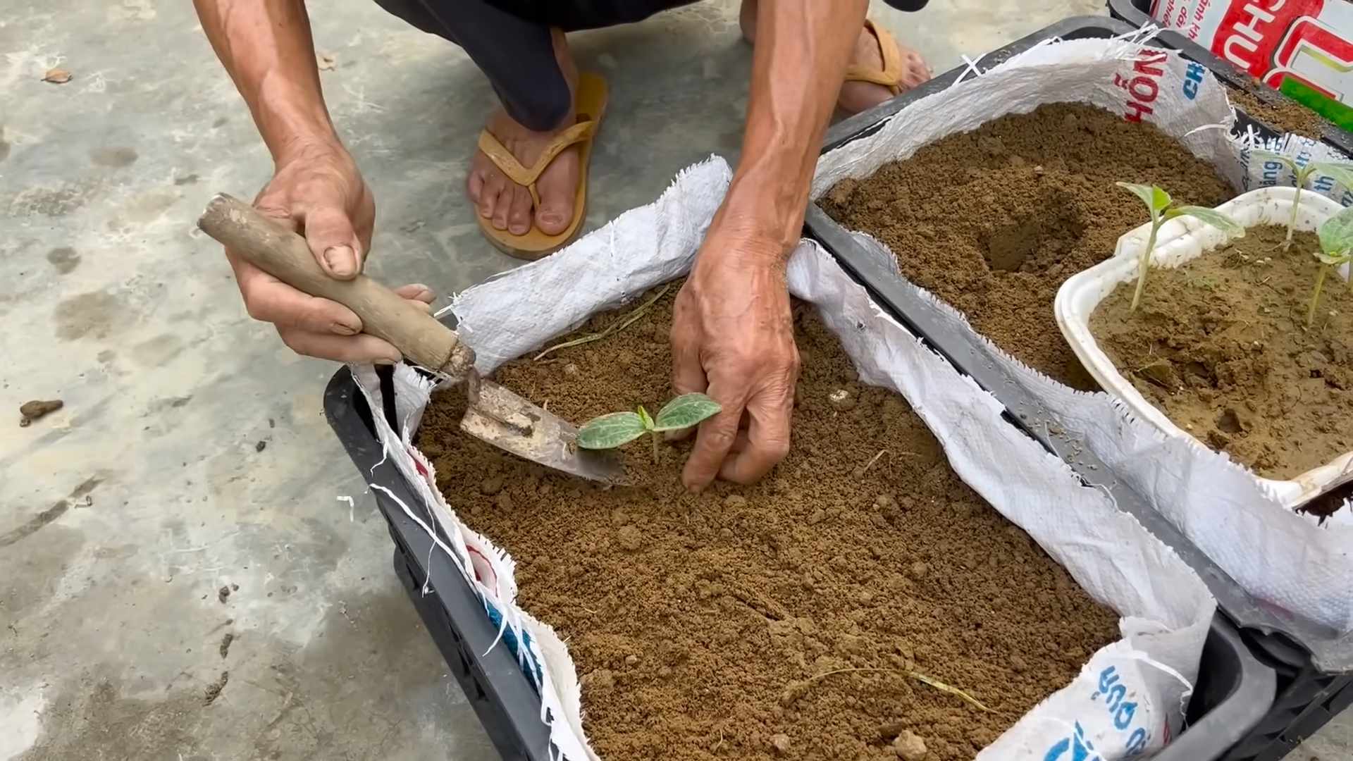 Pumpkin Harvest Tips