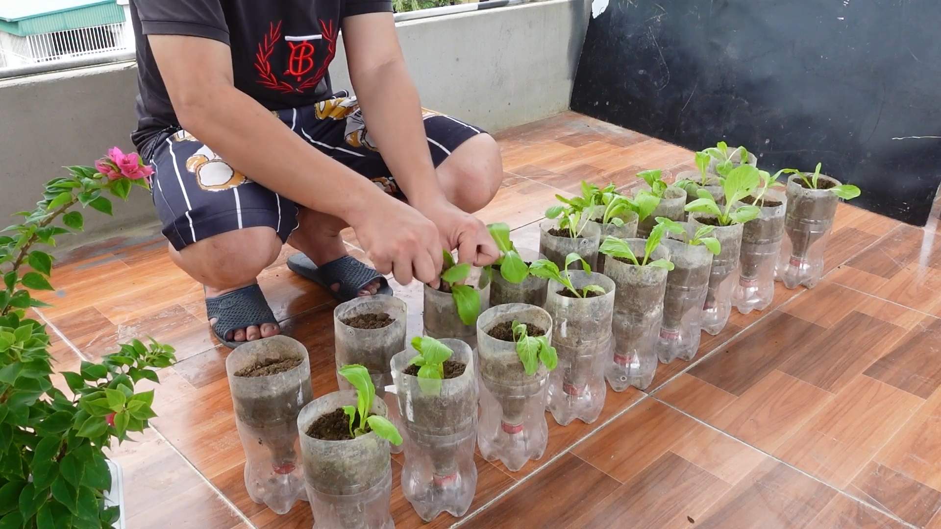 Grow Mustard Greens