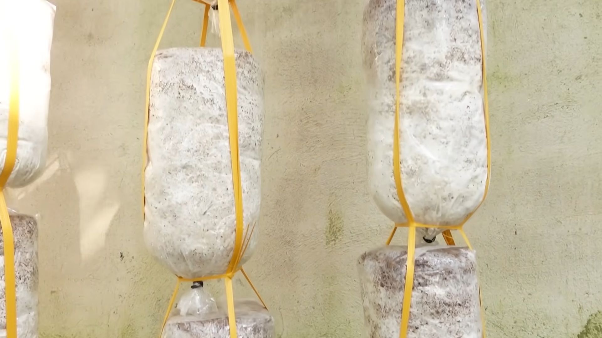 Grow mushrooms indoors
