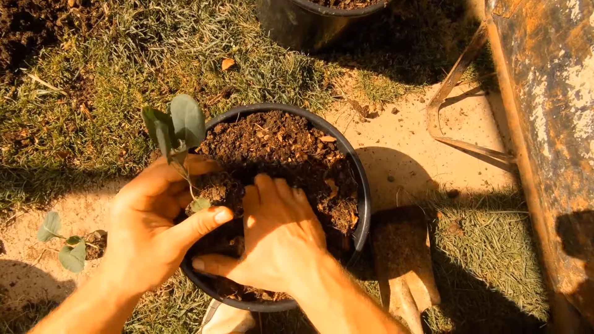 Growing Brussel Sprouts Containers