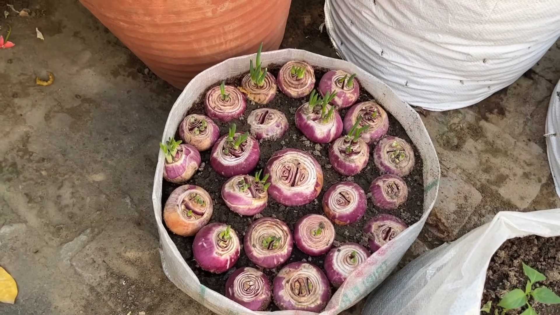 Easy Onion Planting Routine