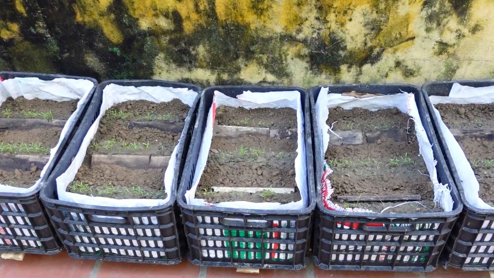 Homegrown Carrot Harvest
