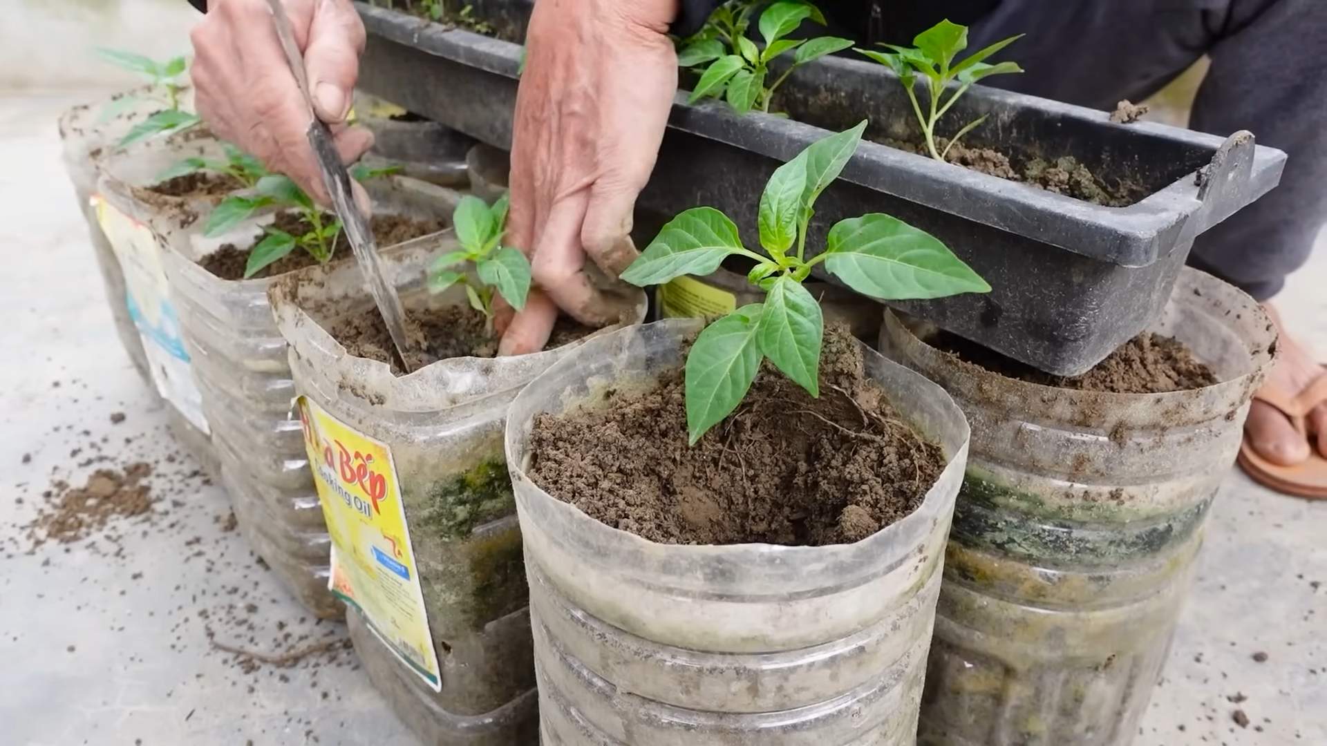 Grow chili peppers at home