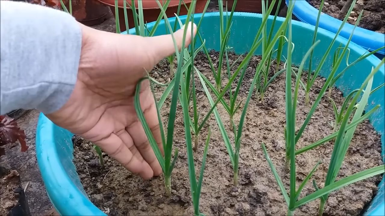Harvesting Broccoli