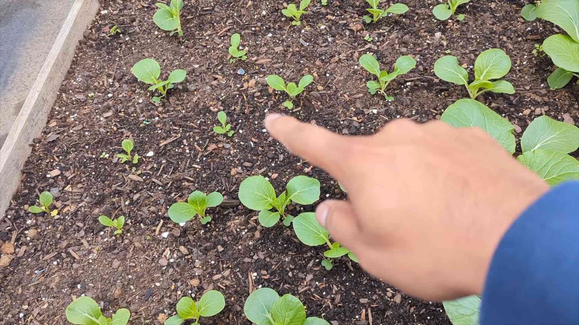 Plant Bok Choy at Home