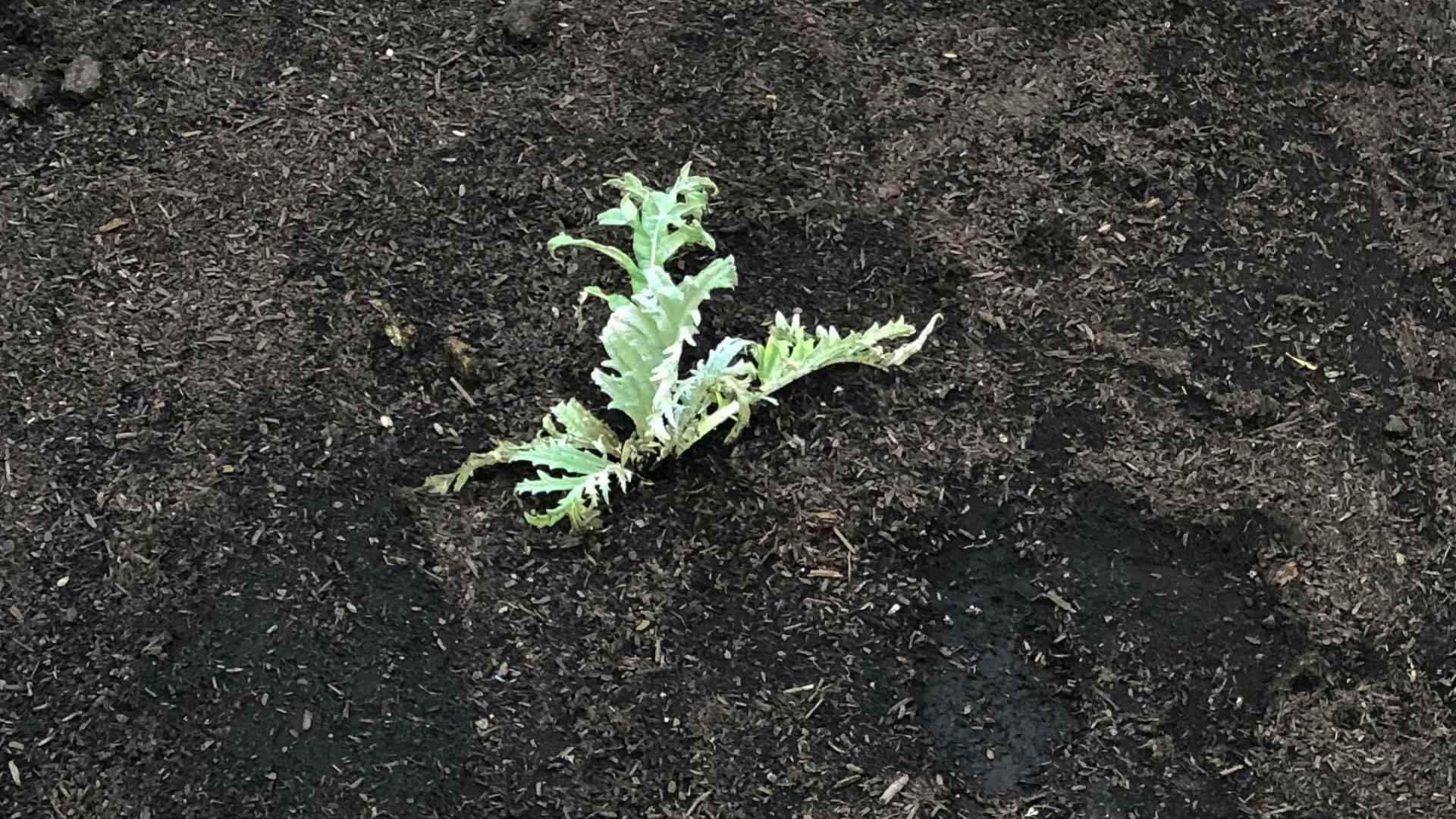 Grow Artichokes Beginners