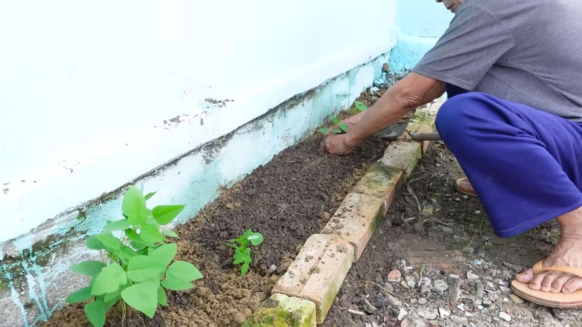 Growing Winged Beans