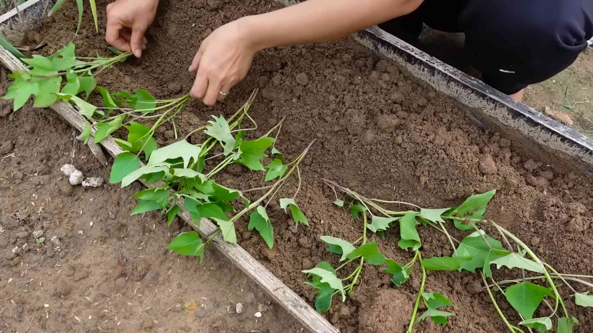 Growing Sweet Potatoes at Home