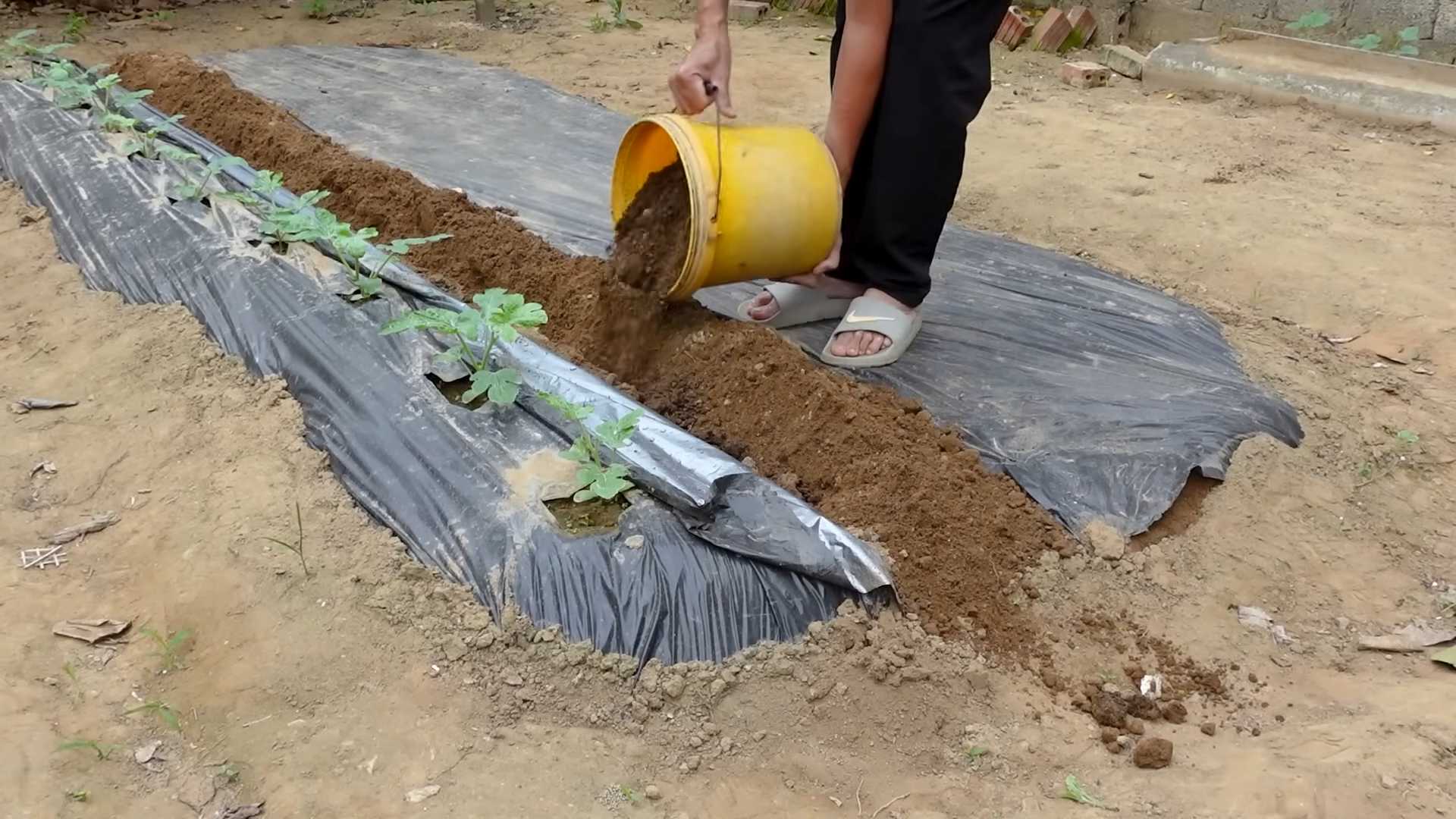 Grow Watermelons Backyard Garden