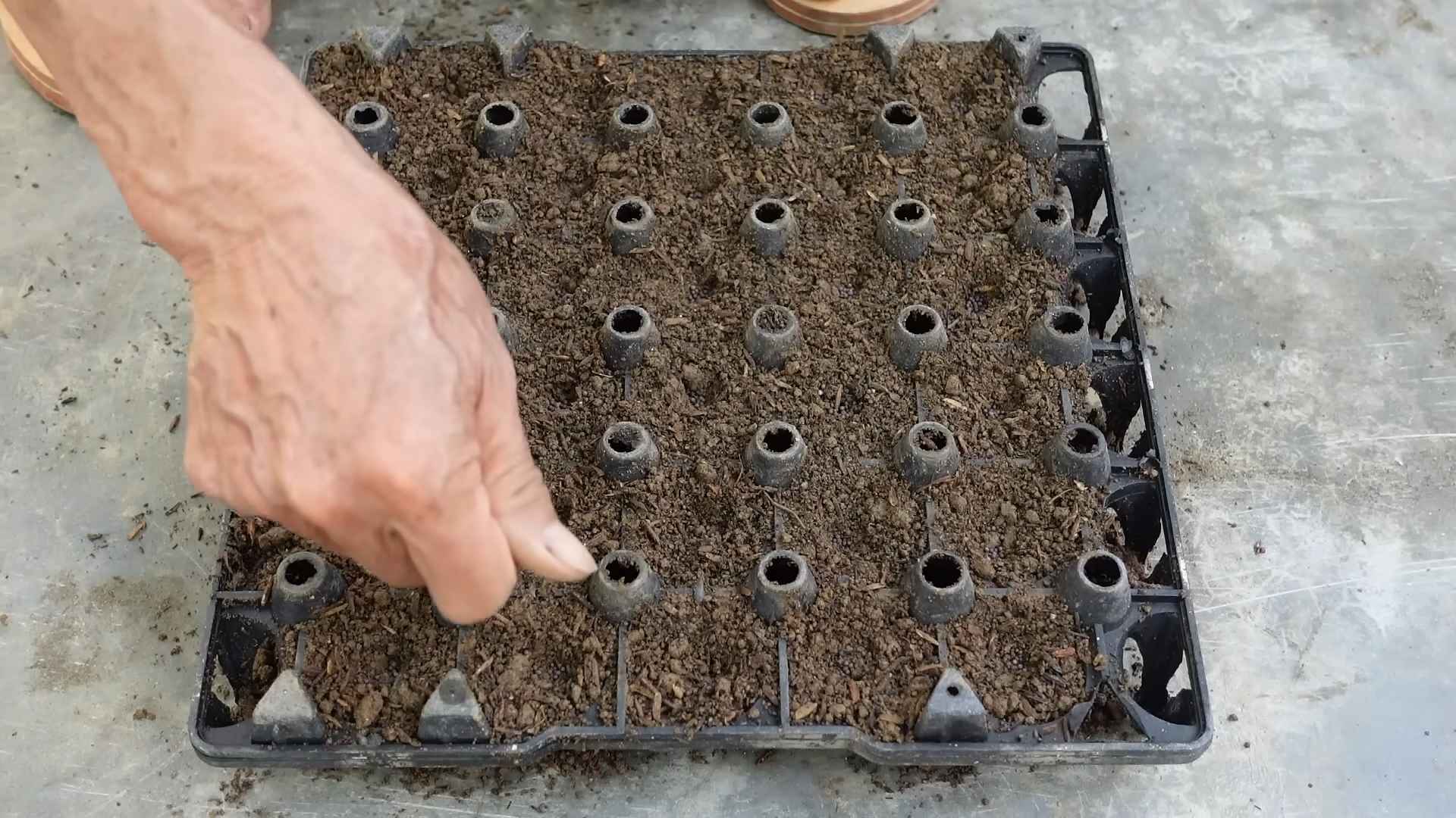 Growing Napa Cabbage