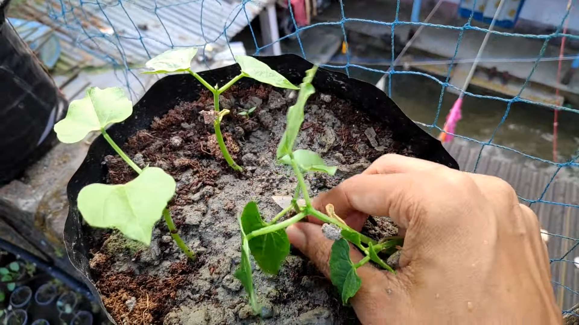 Grow French Beans at Home