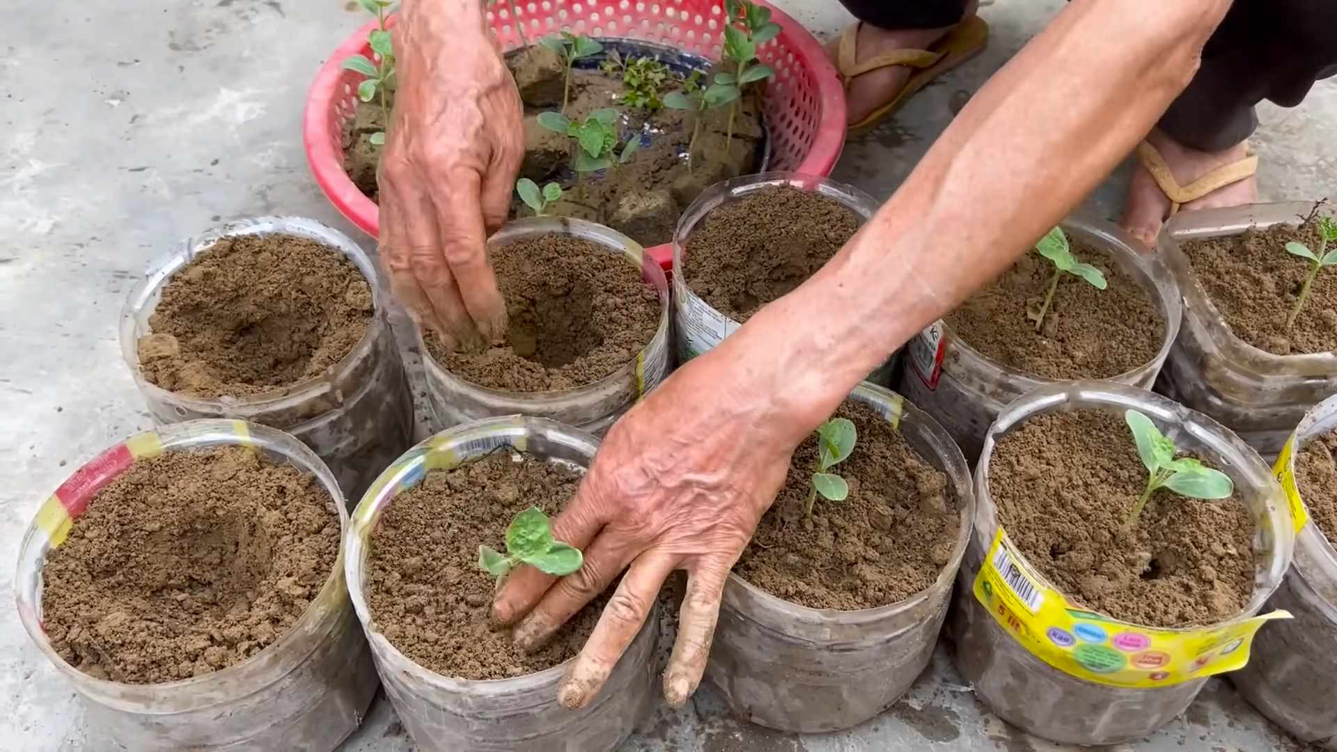 Watermelon Gardening Hacks