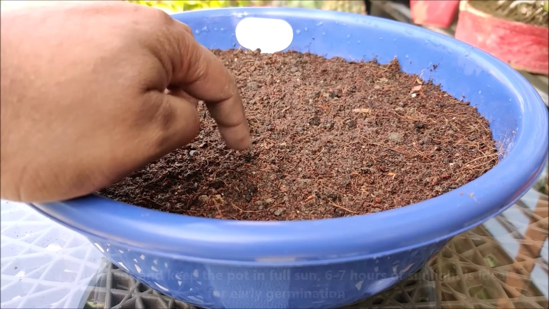 Growing Broccoli at Home