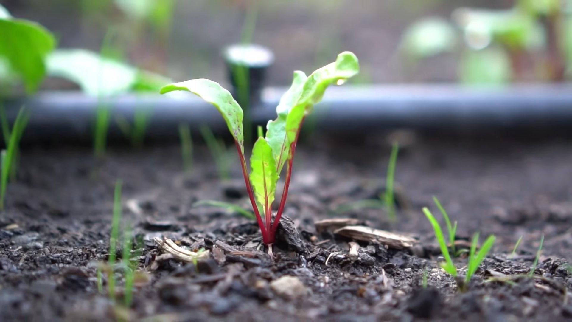 Easy Beet Harvesting