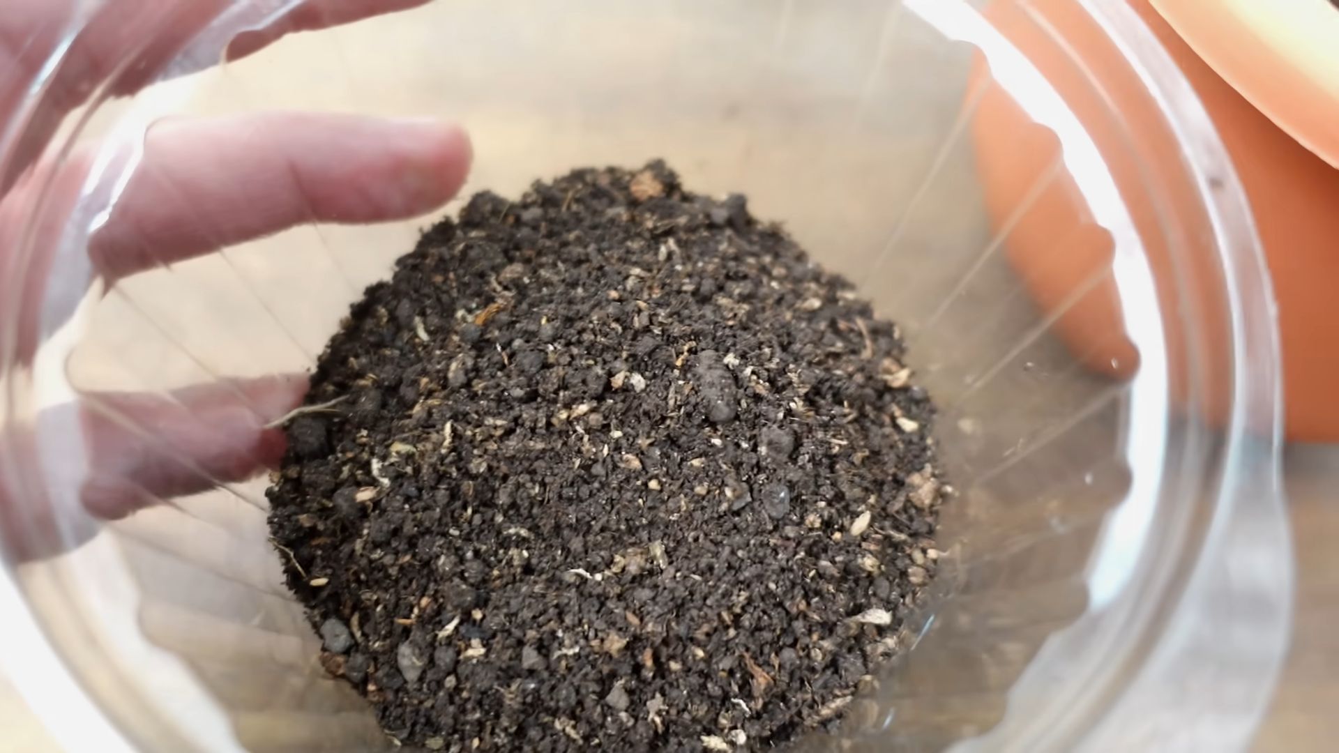 Grow blueberries in containers