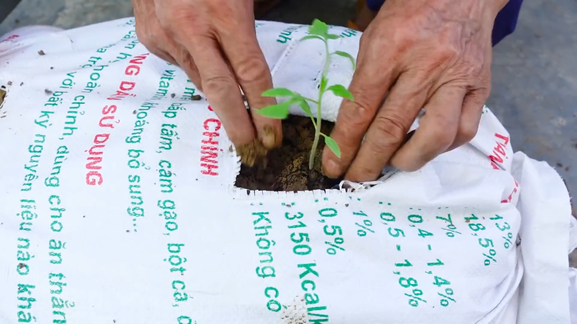 Tomato care tips