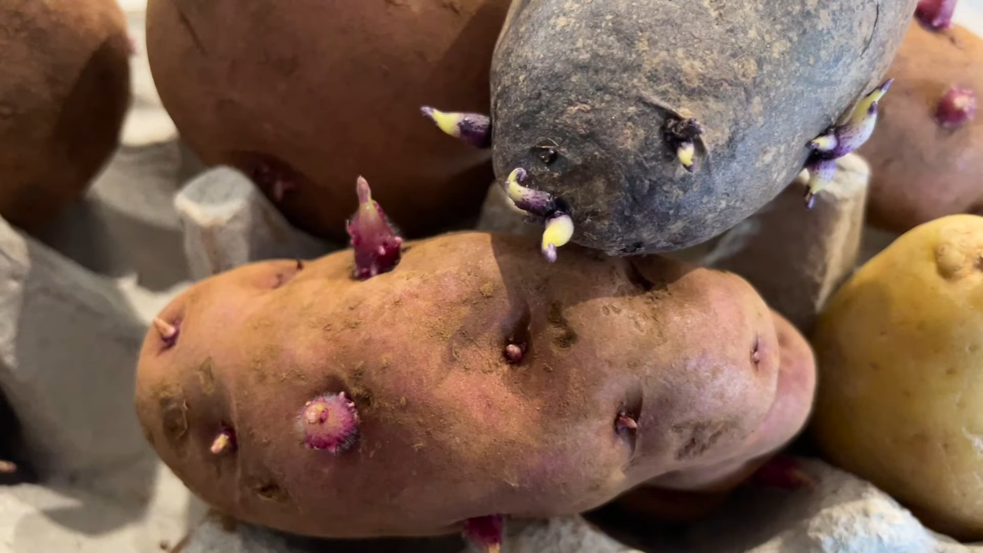 Planting potatoes at home